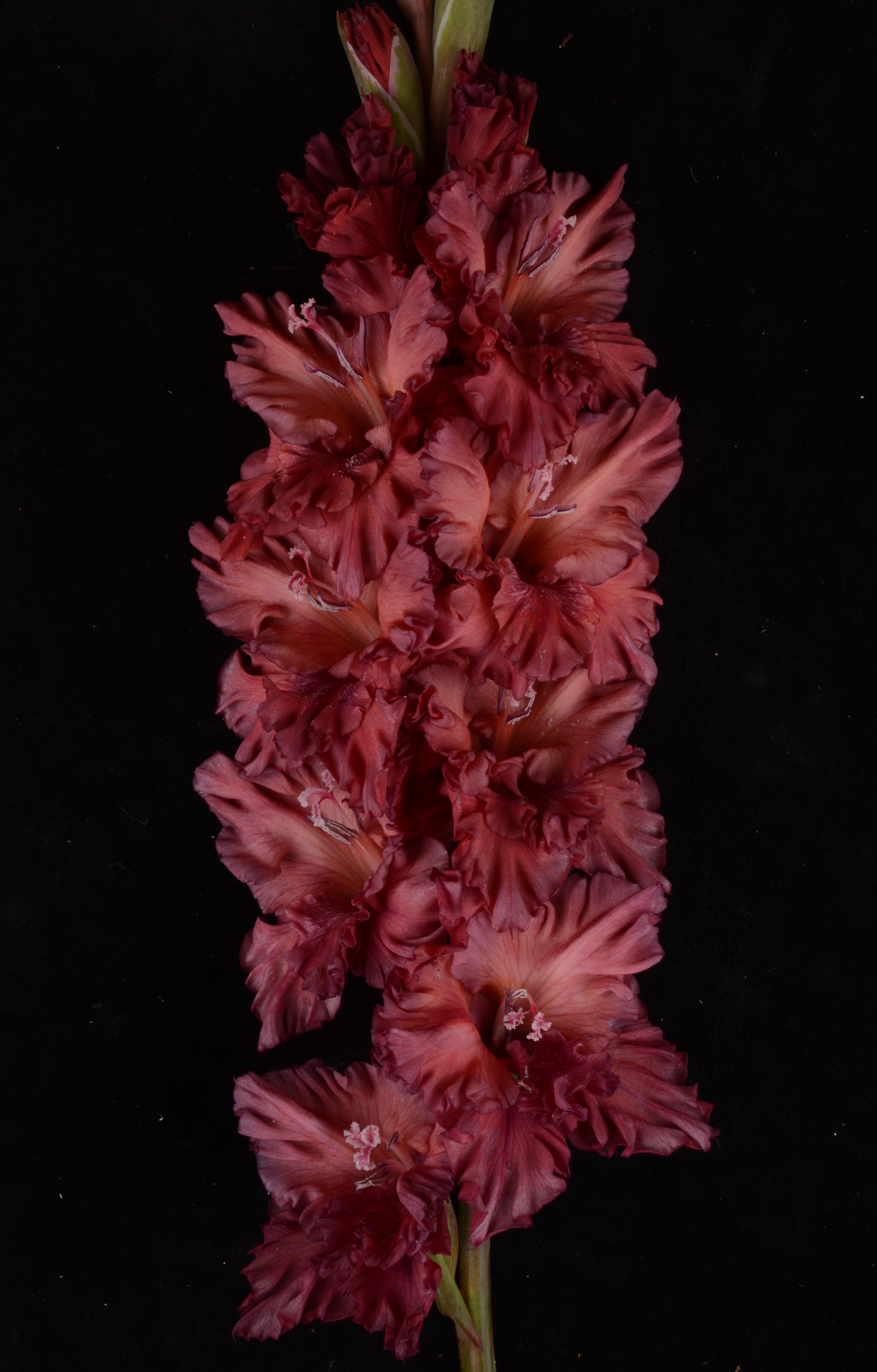 Гладиолус крупноцветковый Всё В Шоколаде